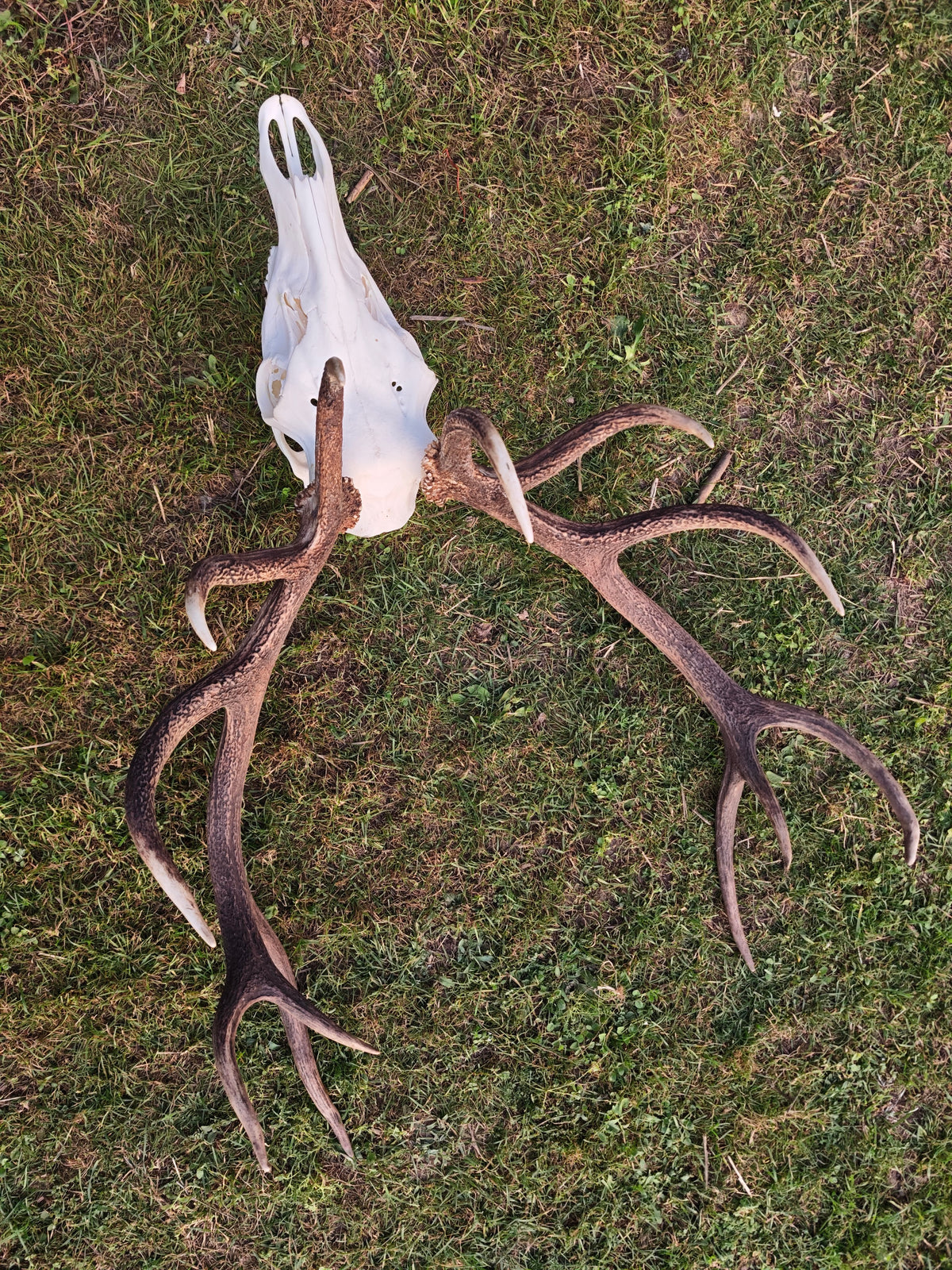 Crâne de cerf empaillé : taxidermie européenne, sculpture sur mesure